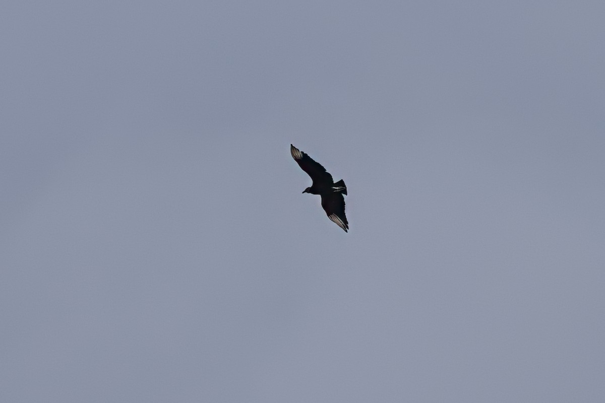Black Vulture - ML618194795
