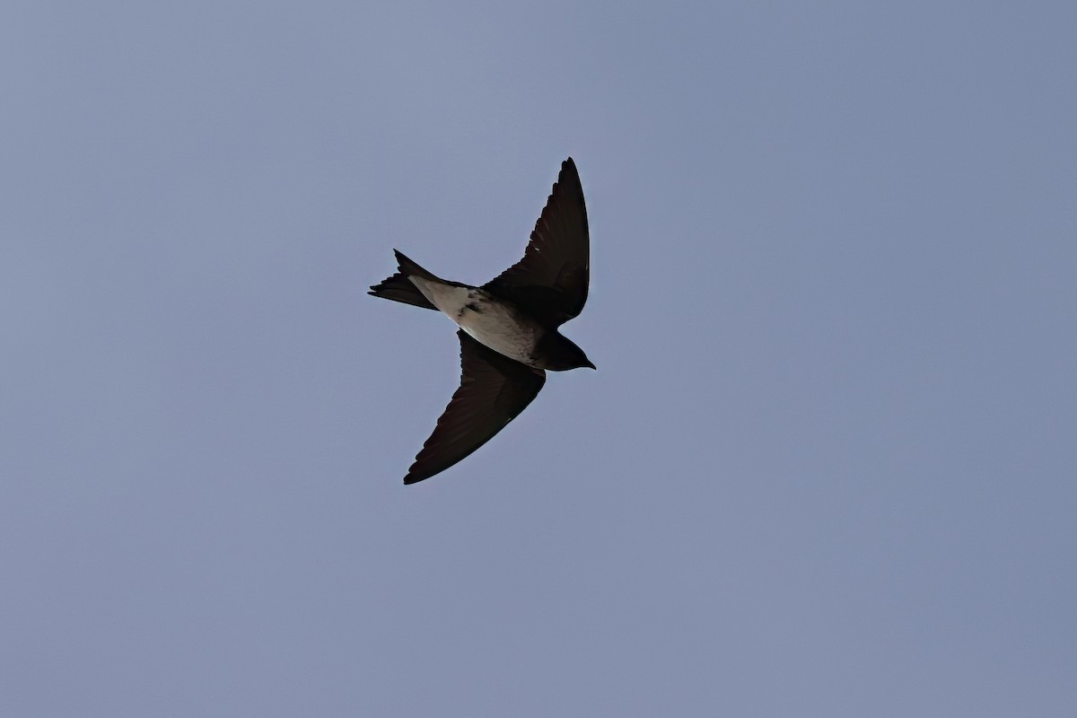 Gray-breasted Martin - A & C Tennant