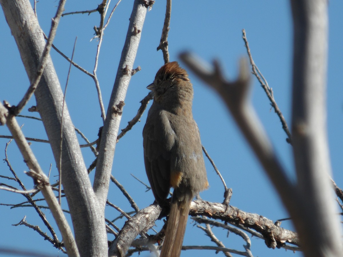 Canyon Towhee - Nicolette Emms