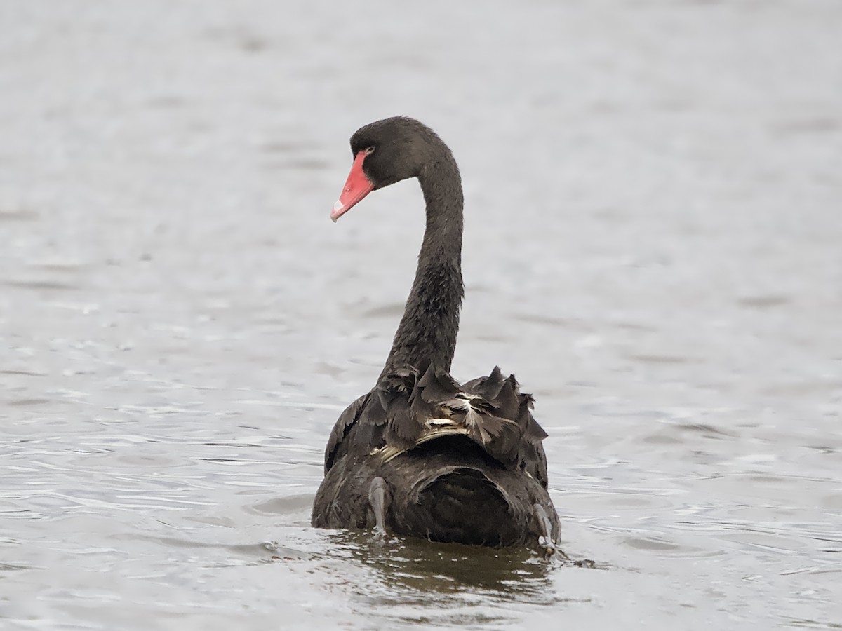 Black Swan - ML618194866