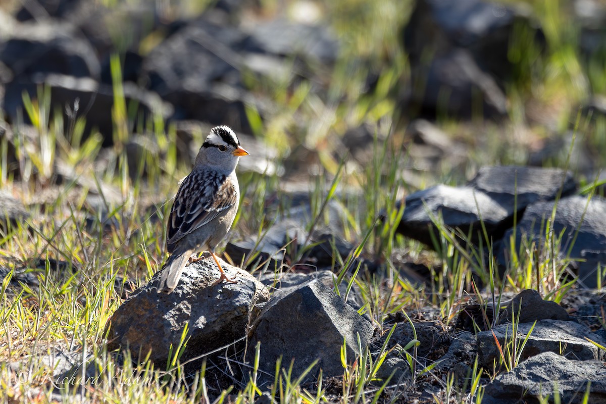 White-crowned Sparrow - ML618194871