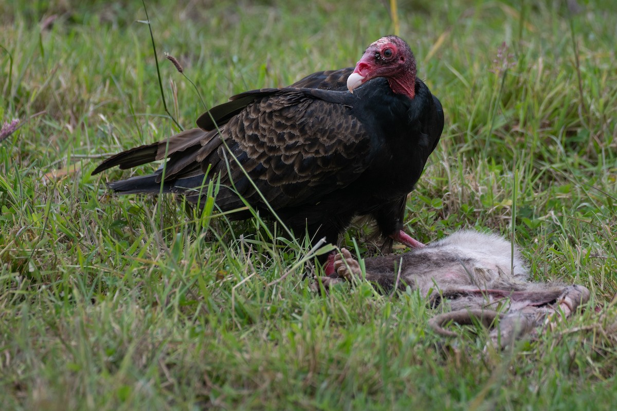 Turkey Vulture - Owen Sinkus