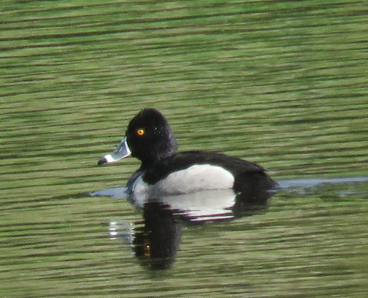 Ring-necked Duck - ML618194995