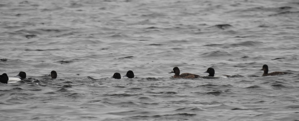 Greater Scaup - ML618195008