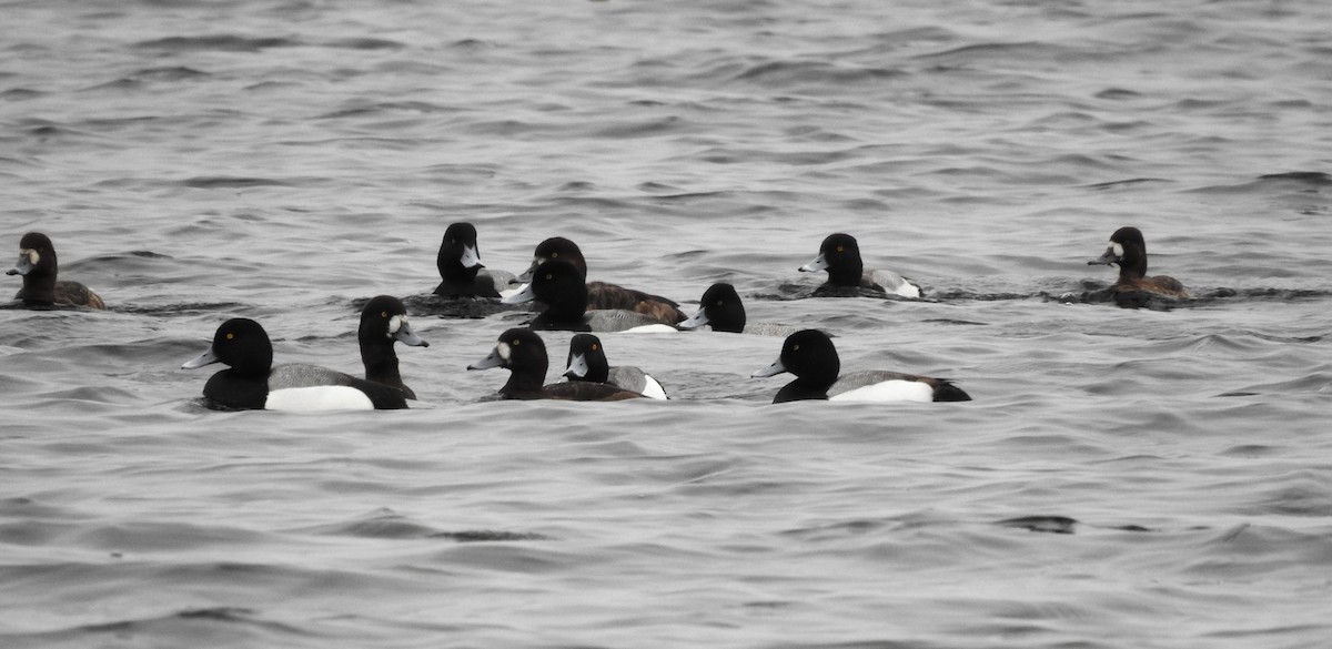 Greater Scaup - ML618195010