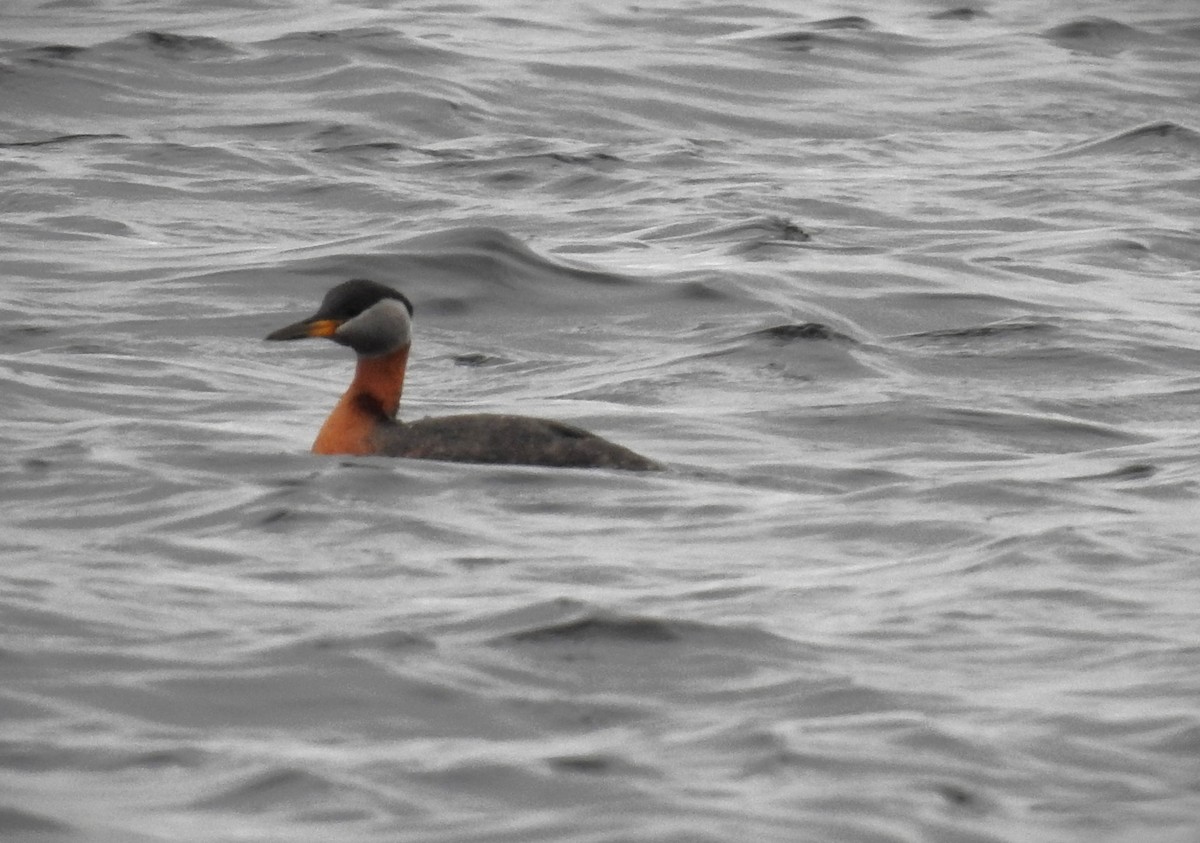 Red-necked Grebe - ML618195024