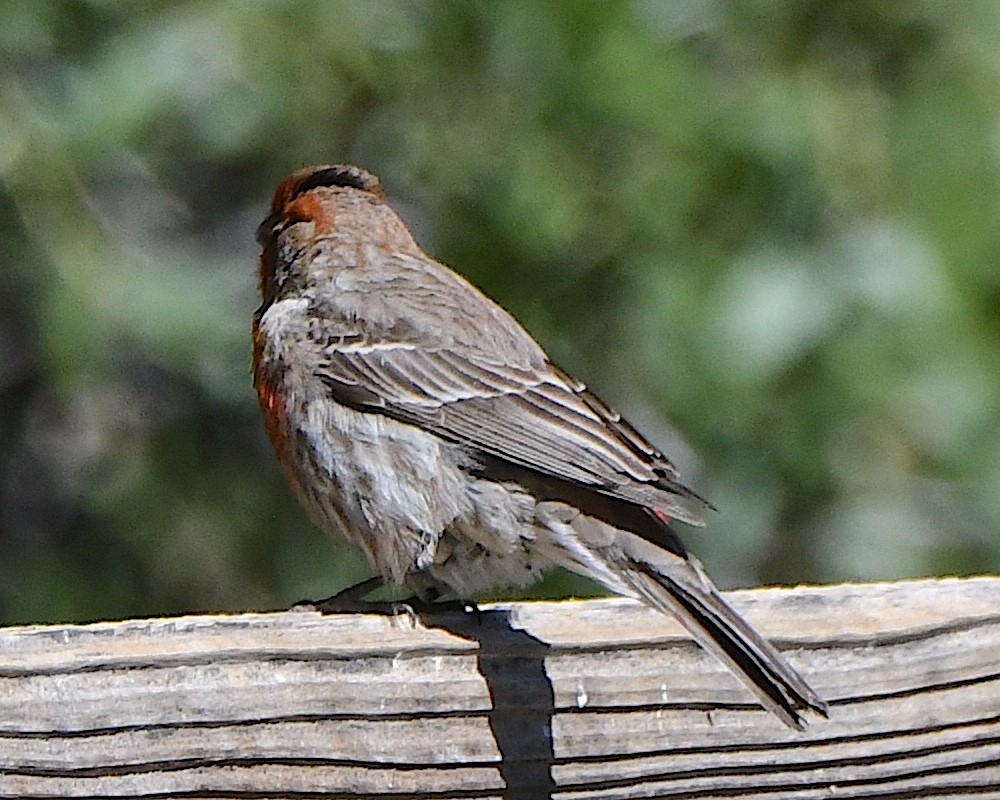 House Finch - Ted Wolff