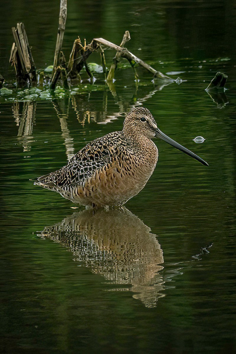 Long-billed Dowitcher - ML618195065