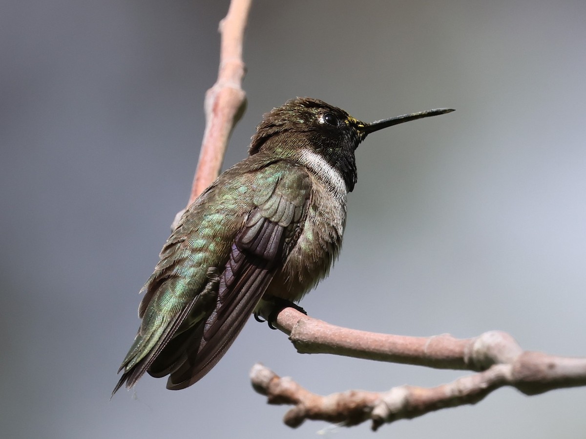 Black-chinned Hummingbird - ML618195139