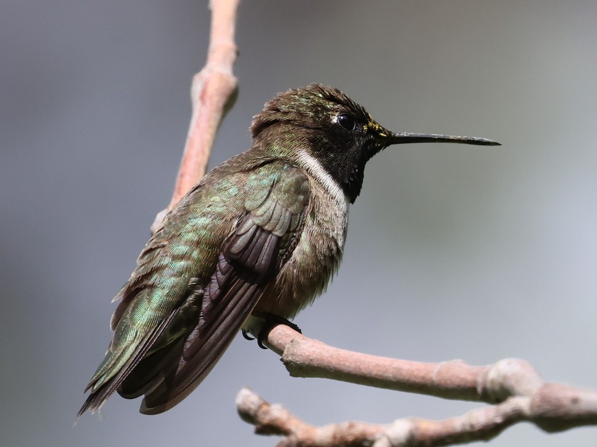 Black-chinned Hummingbird - ML618195140