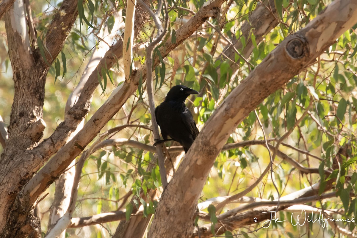 Australian Raven - ML618195160