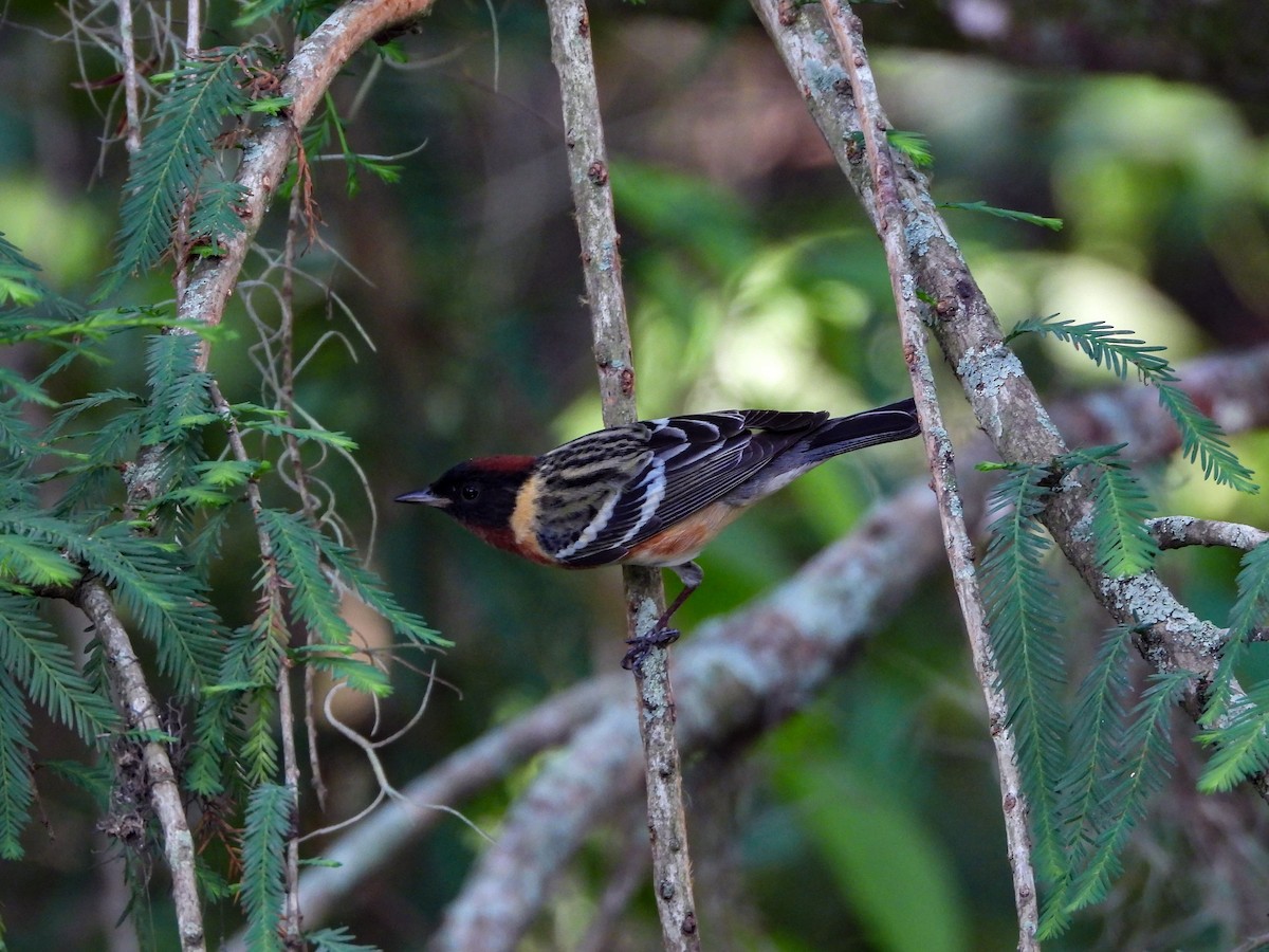 Bay-breasted Warbler - ML618195171