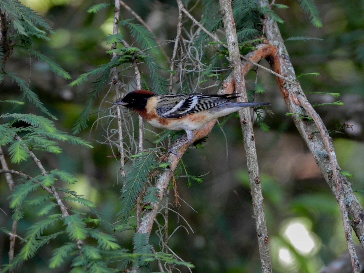 Bay-breasted Warbler - ML618195172