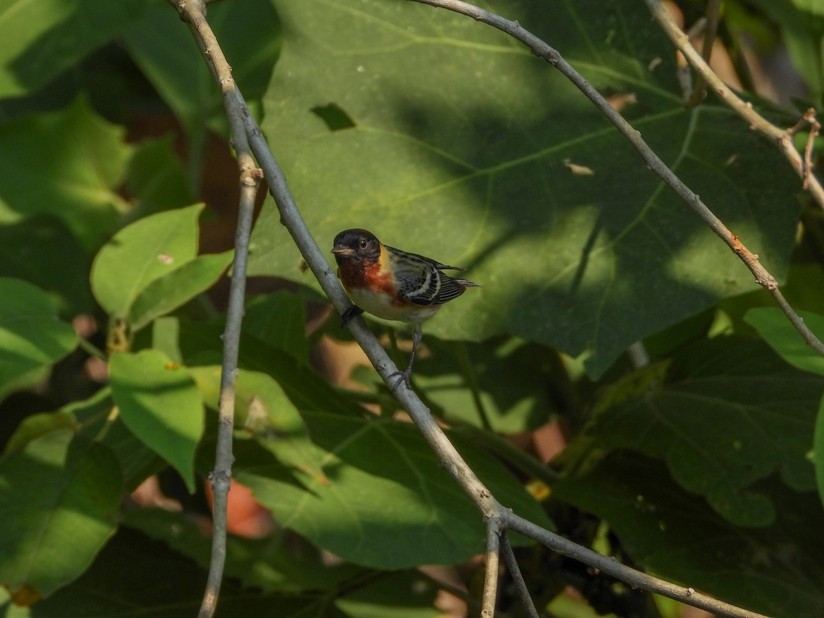 Bay-breasted Warbler - ML618195173
