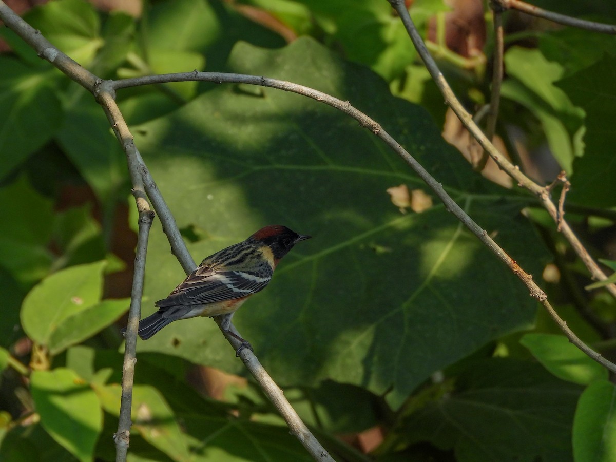 Bay-breasted Warbler - ML618195174