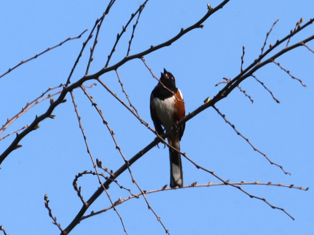Spotted Towhee - ML618195208