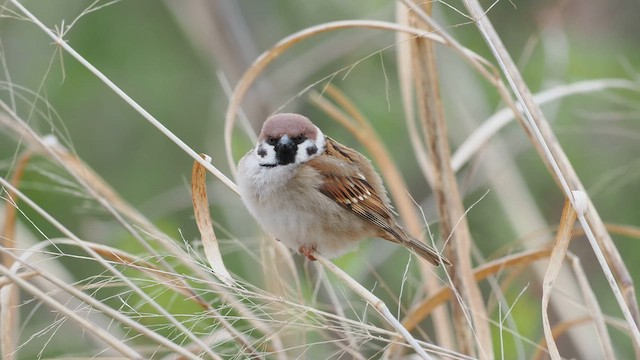 Eurasian Tree Sparrow - ML618195249