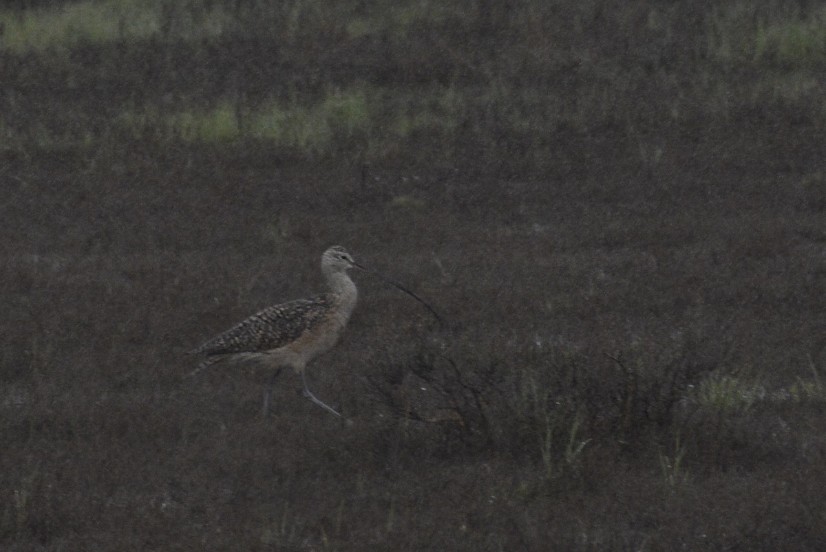 Long-billed Curlew - ML618195255