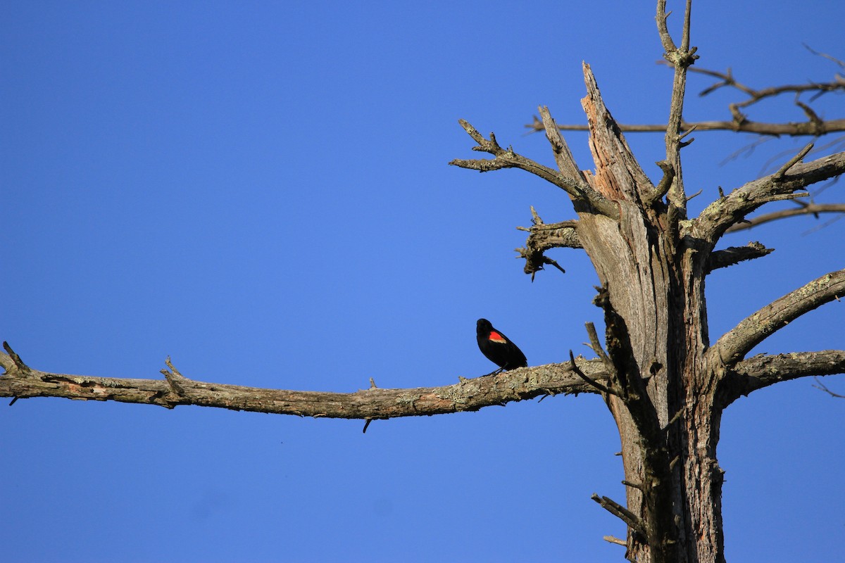 Red-winged Blackbird - Kari Dietlin