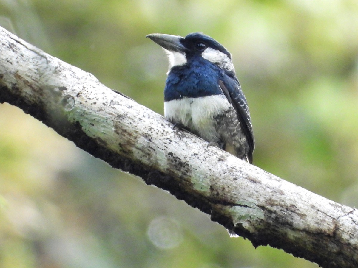 Black-breasted Puffbird - Mary Leigh