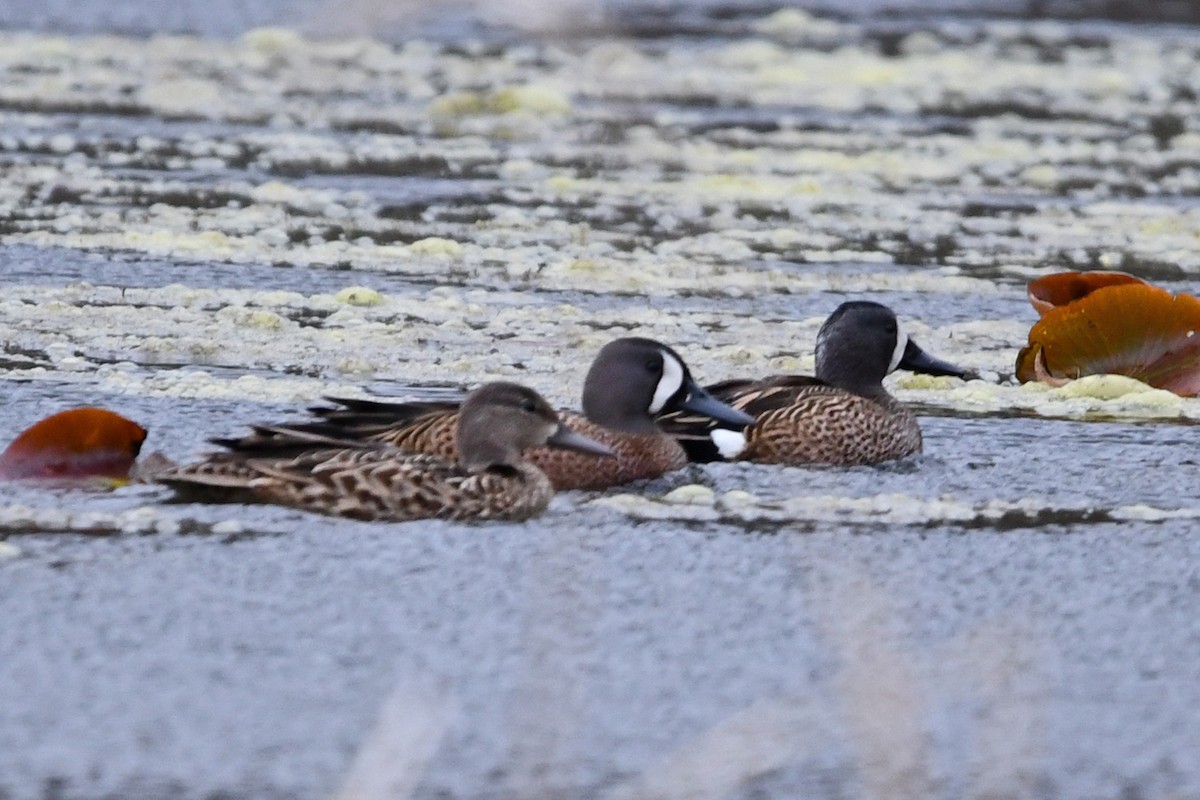 Blue-winged Teal - ML618195279