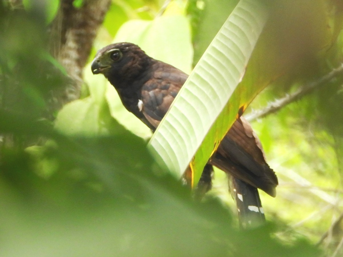 Barred Forest-Falcon - Mary Leigh
