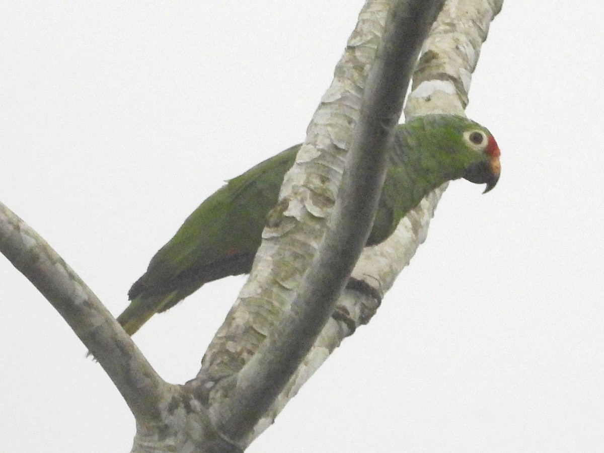 Red-lored Parrot - ML618195317