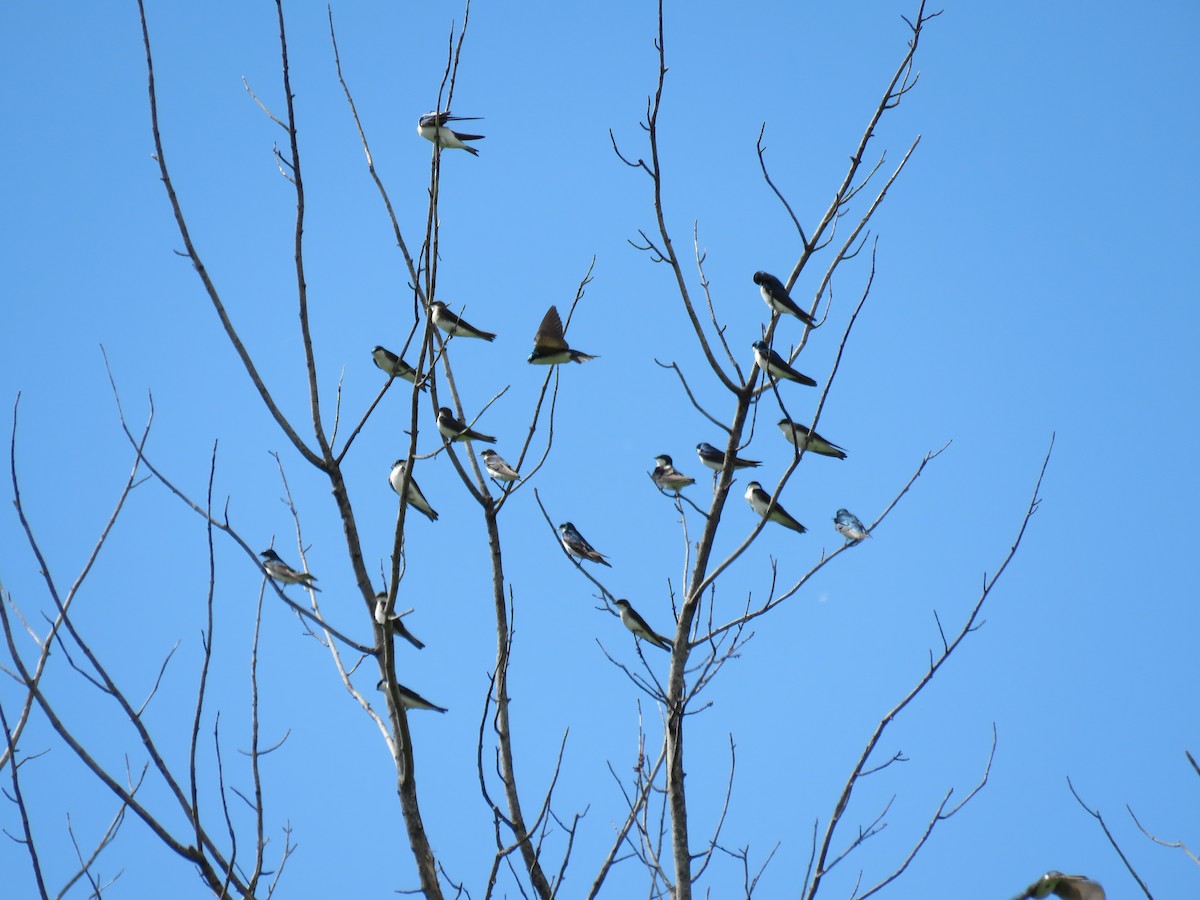 Tree Swallow - ML618195371