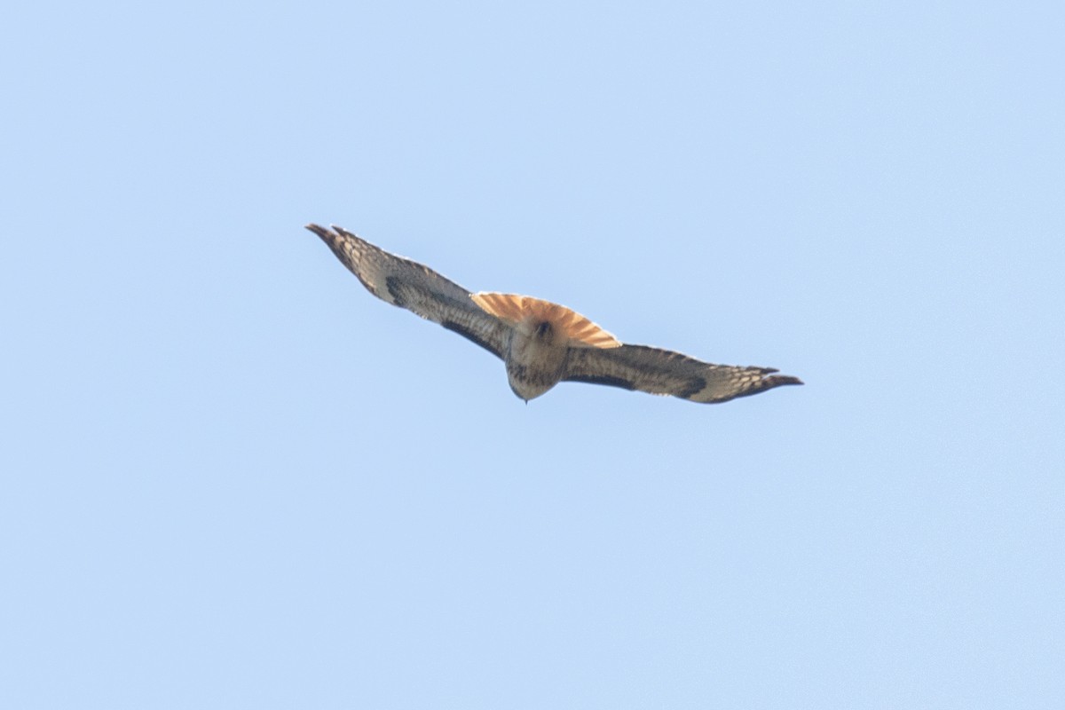 Red-tailed Hawk - ML618195389