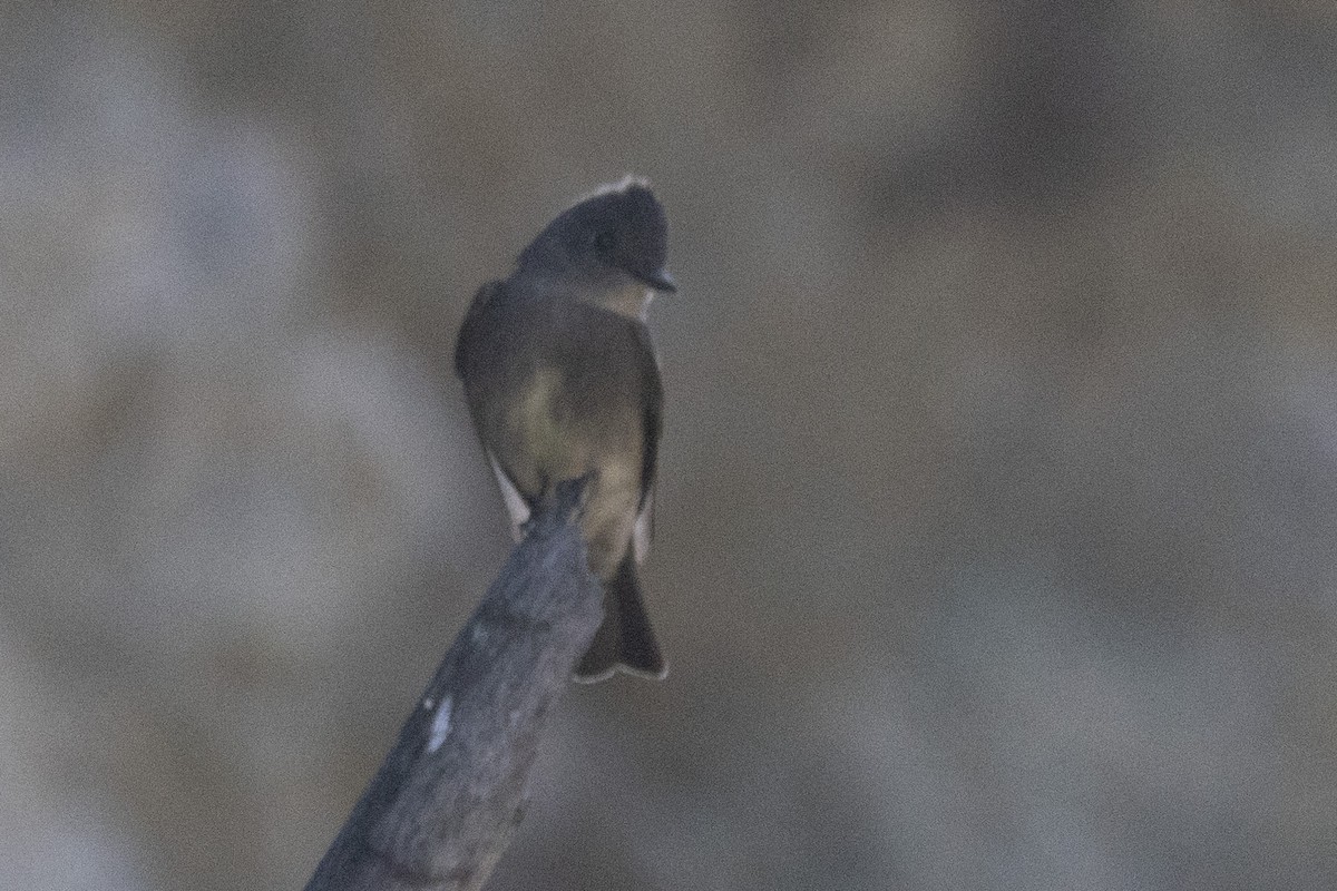 Western Wood-Pewee - Russell Campbell
