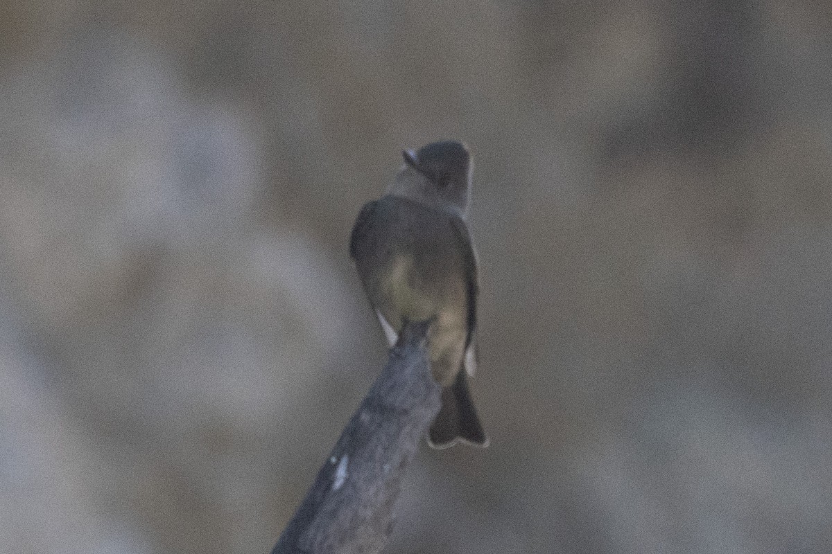 Western Wood-Pewee - Russell Campbell
