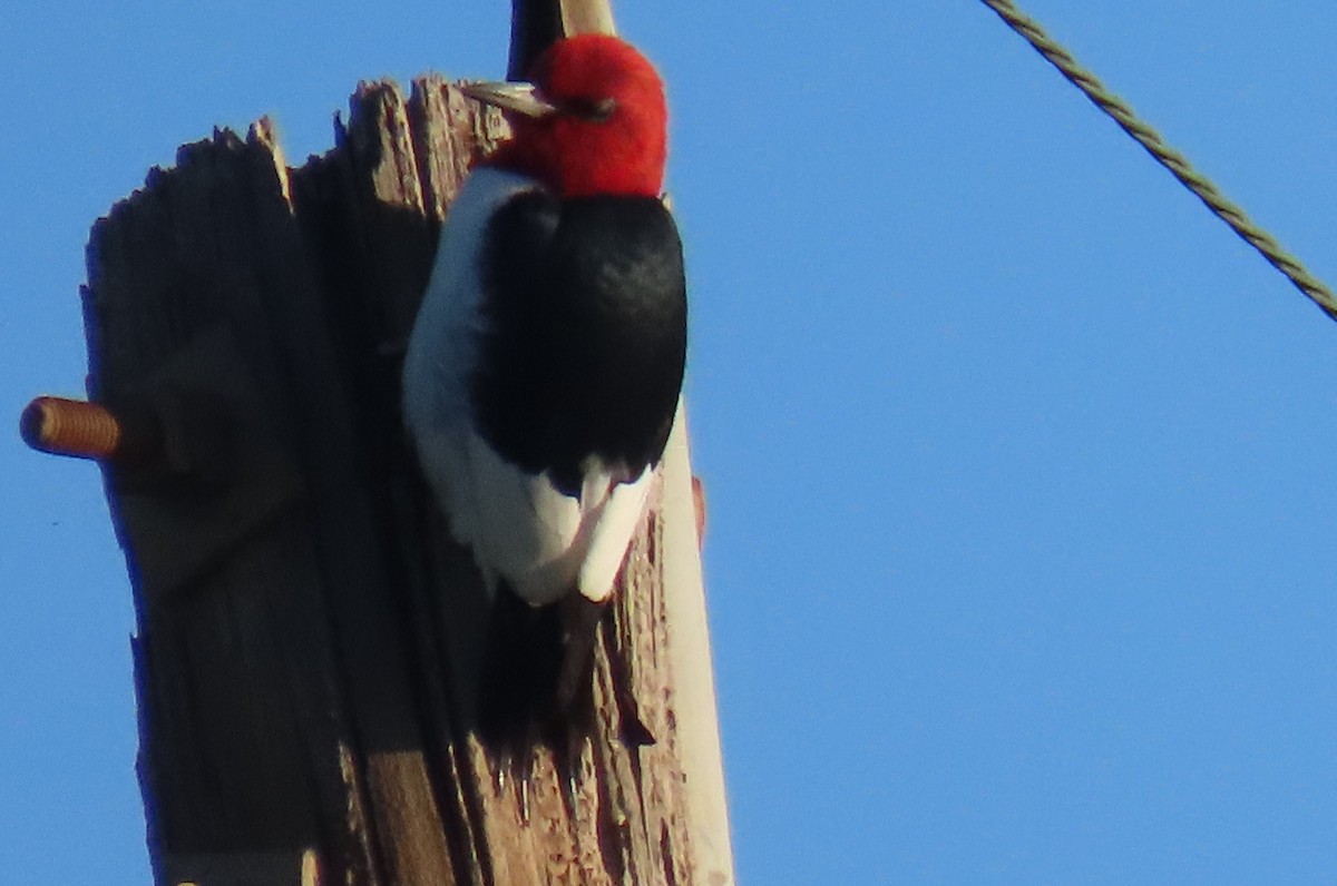Red-headed Woodpecker - ML618195445