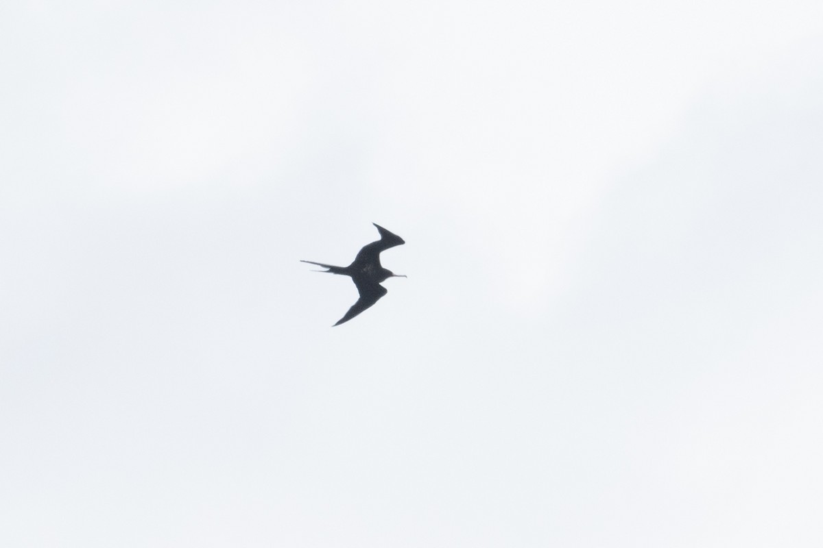 Great Frigatebird - ML618195449
