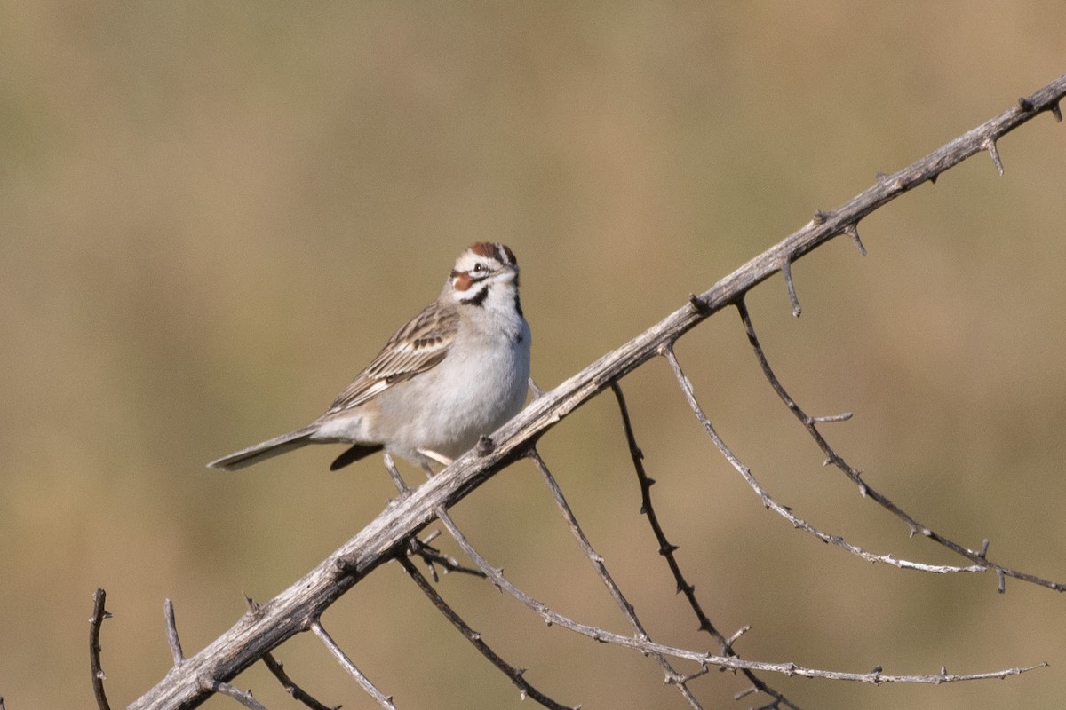 Lark Sparrow - Russell Campbell