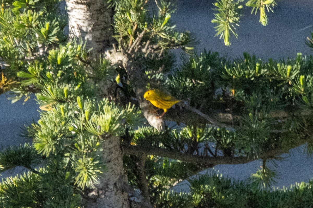 Yellow Warbler - ML618195534