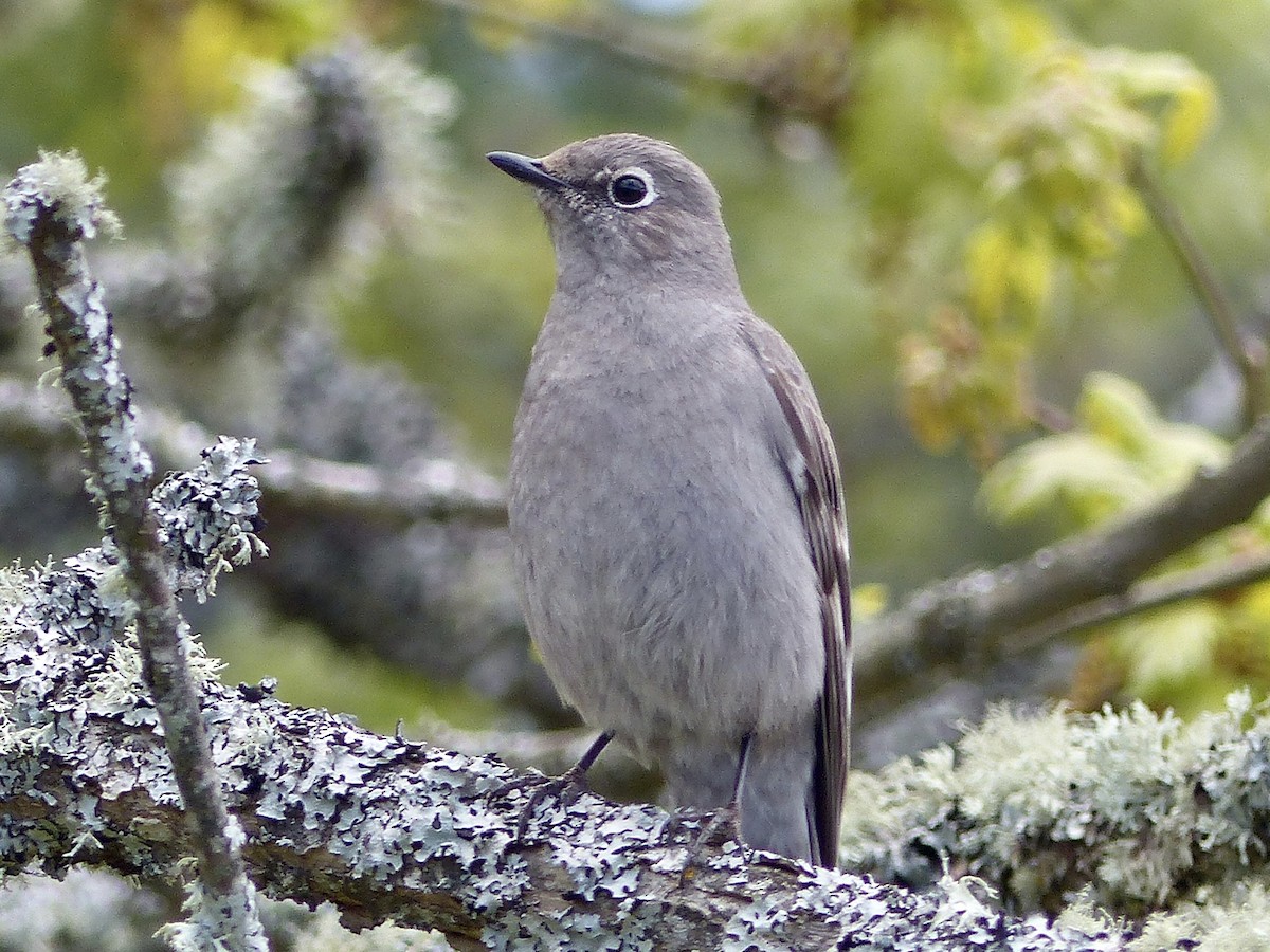 Townsend's Solitaire - ML618195550