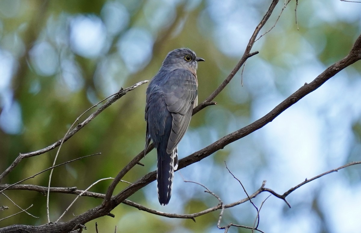 Fan-tailed Cuckoo - Guy Pardey