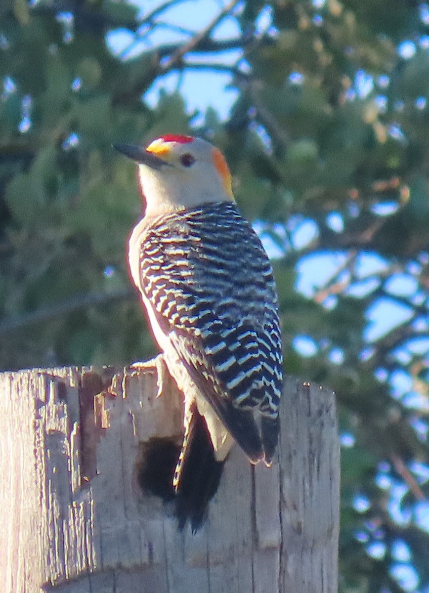 Golden-fronted Woodpecker - Brad Banner