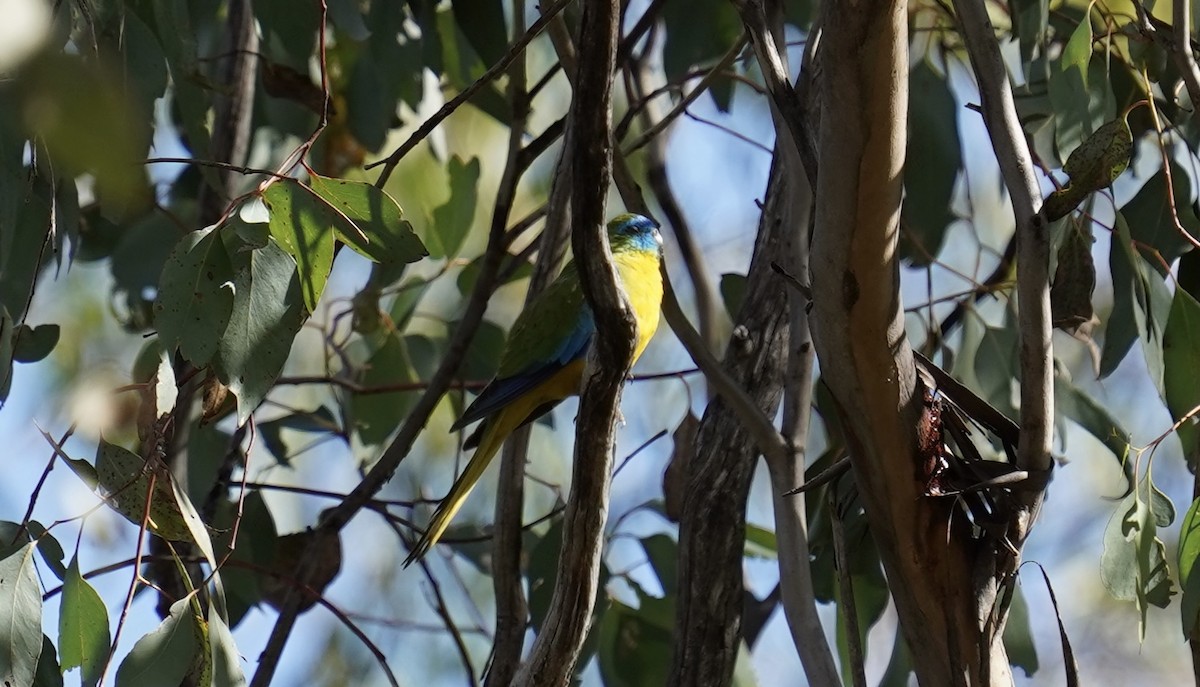 Turquoise Parrot - ML618195579