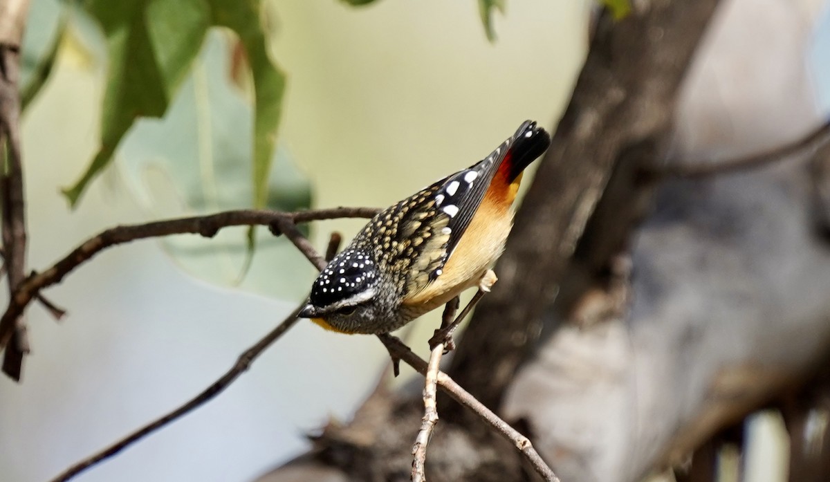 Spotted Pardalote - ML618195616