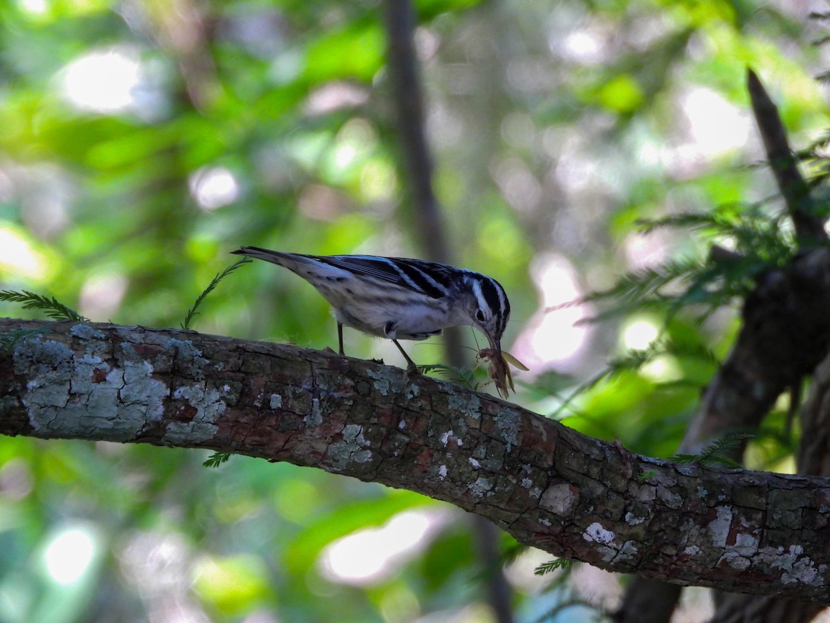 Black-and-white Warbler - ML618195689