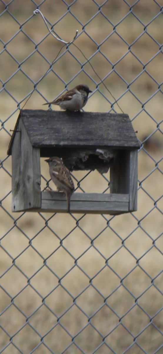 House Sparrow - Amy Ressler-Williams