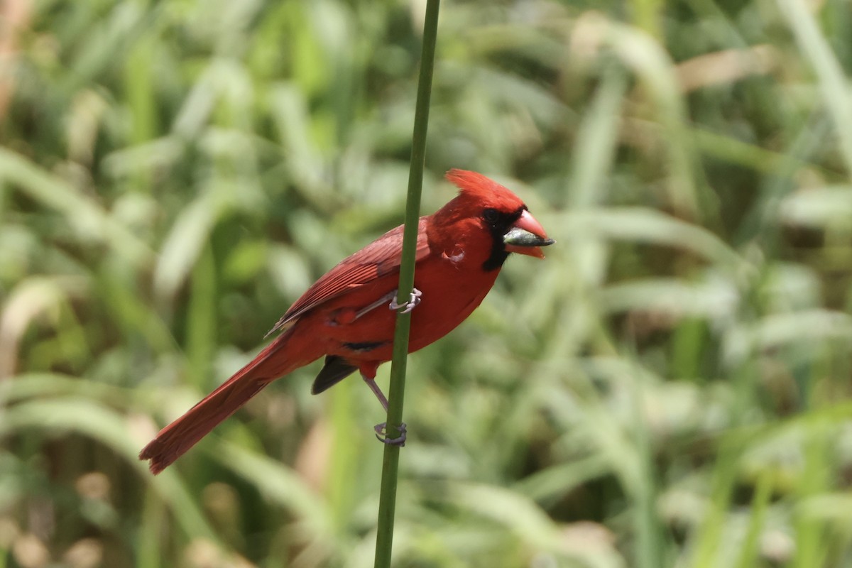 Cardinal rouge - ML618195764