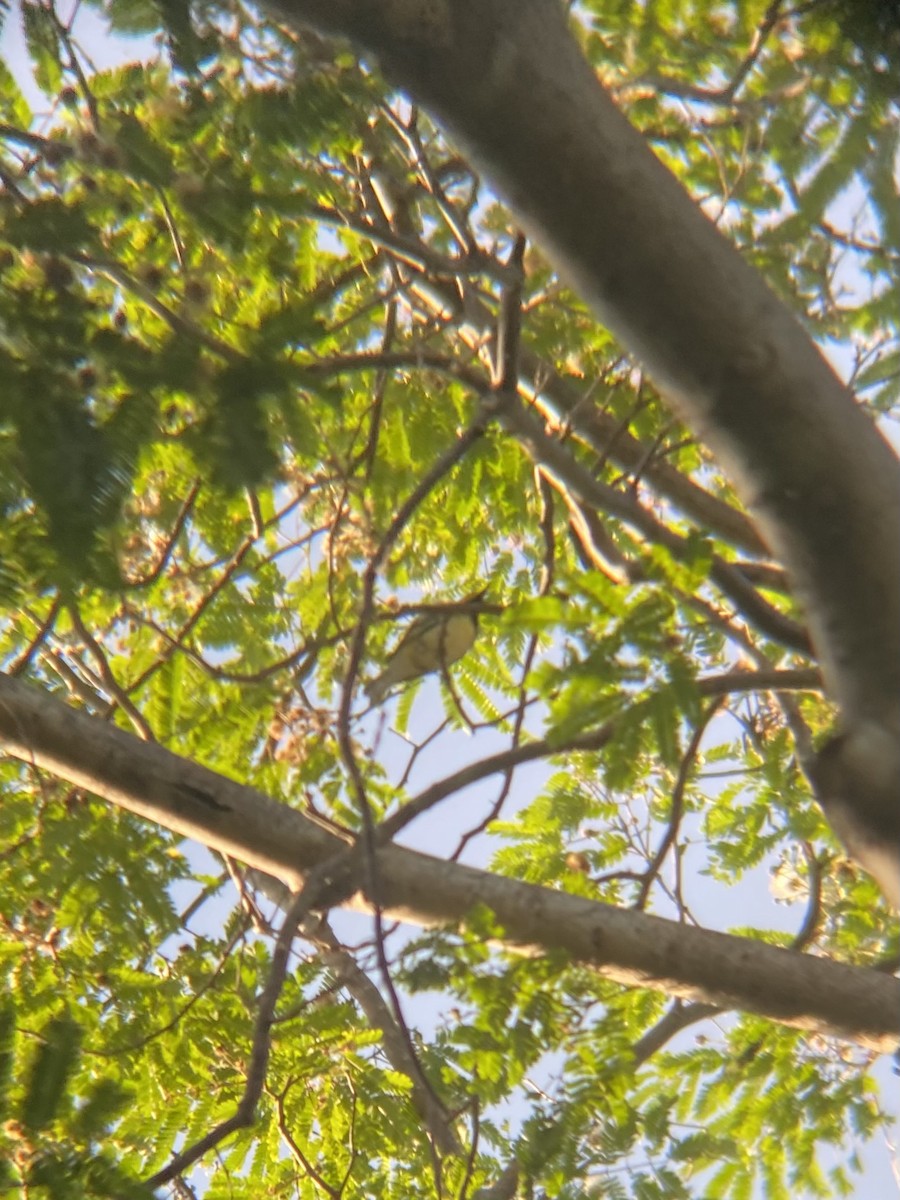 Black-throated Green Warbler - ML618195769