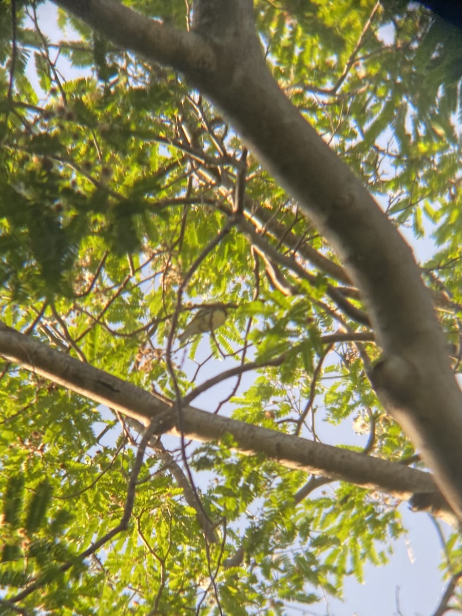 Black-throated Green Warbler - ML618195770
