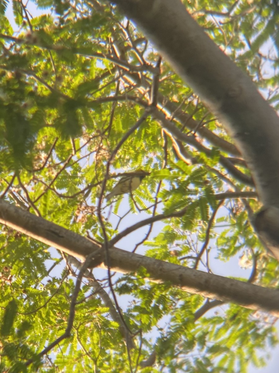 Black-throated Green Warbler - ML618195771