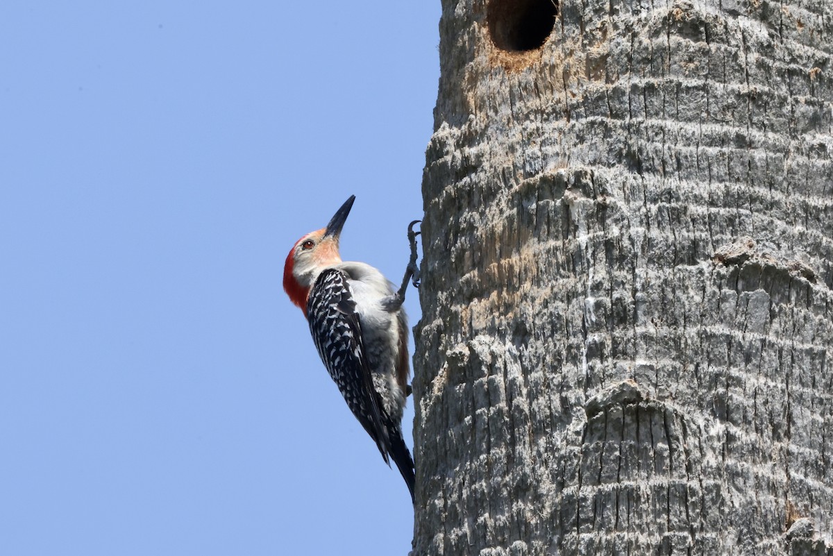Red-bellied Woodpecker - ML618195776