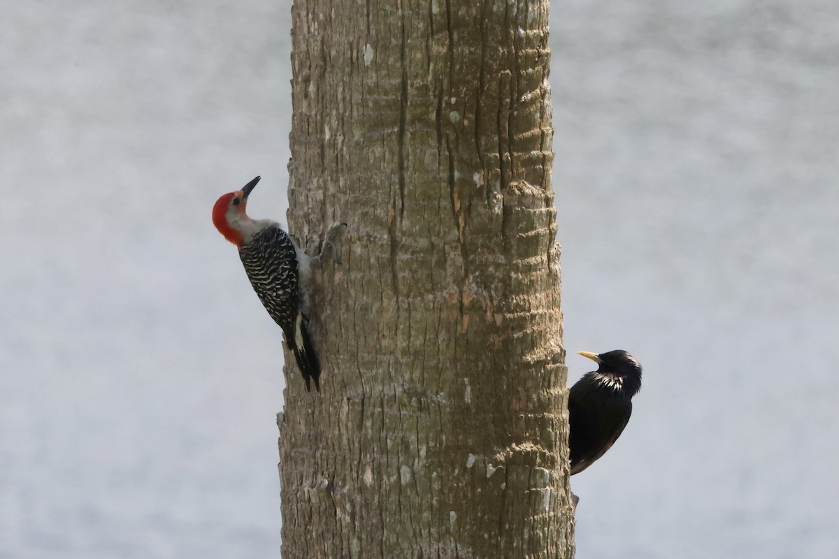 Red-bellied Woodpecker - ML618195777
