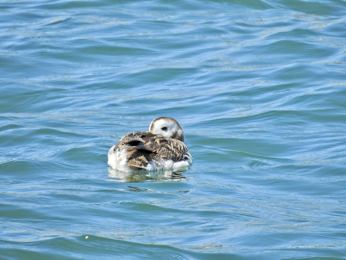 Long-tailed Duck - ML618195778