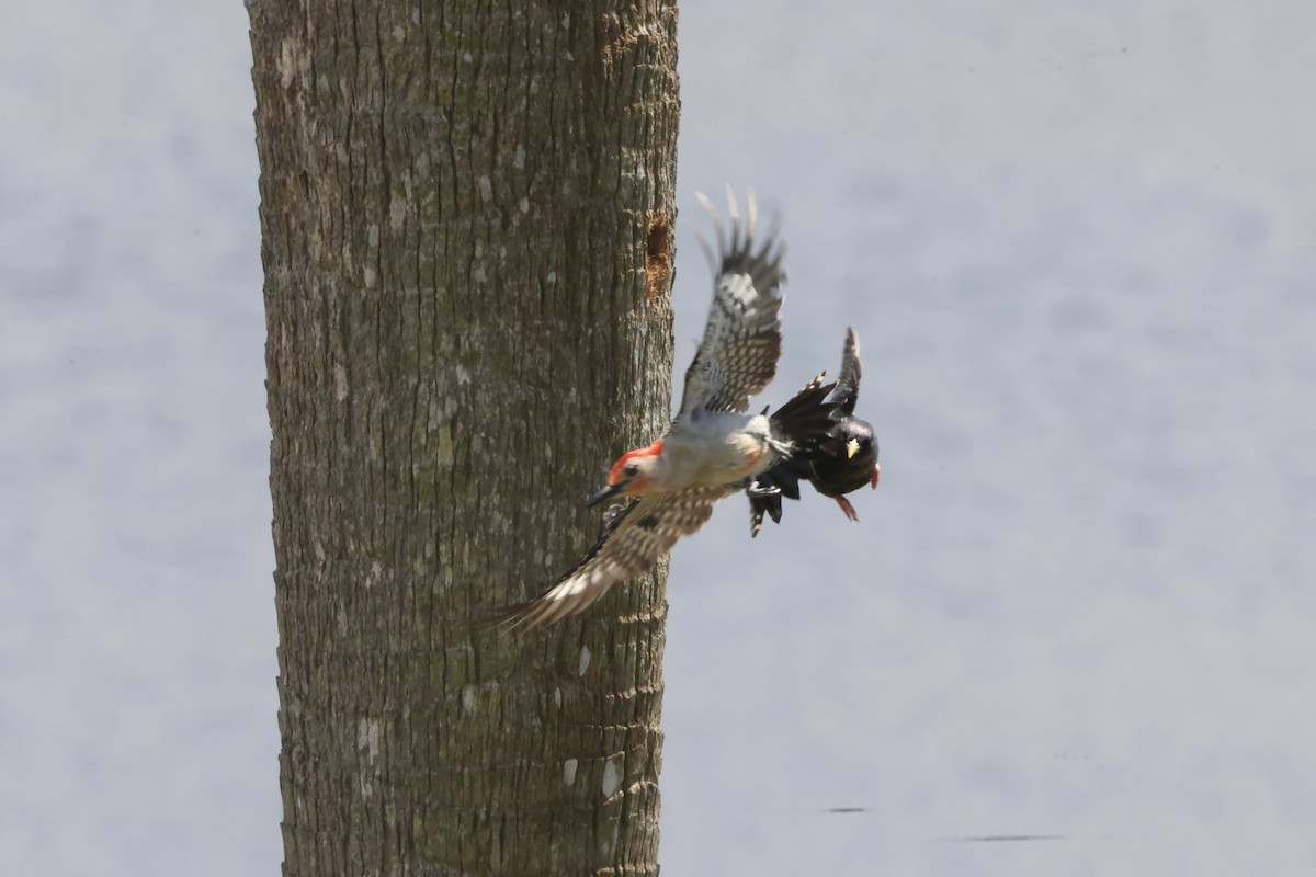 Red-bellied Woodpecker - ML618195801